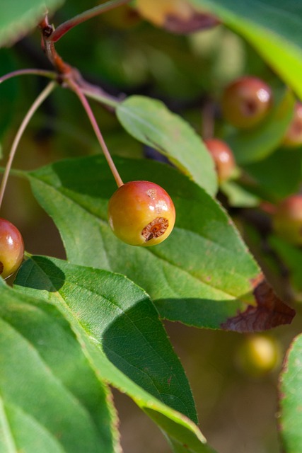 成为比赛胜 成为比赛胜